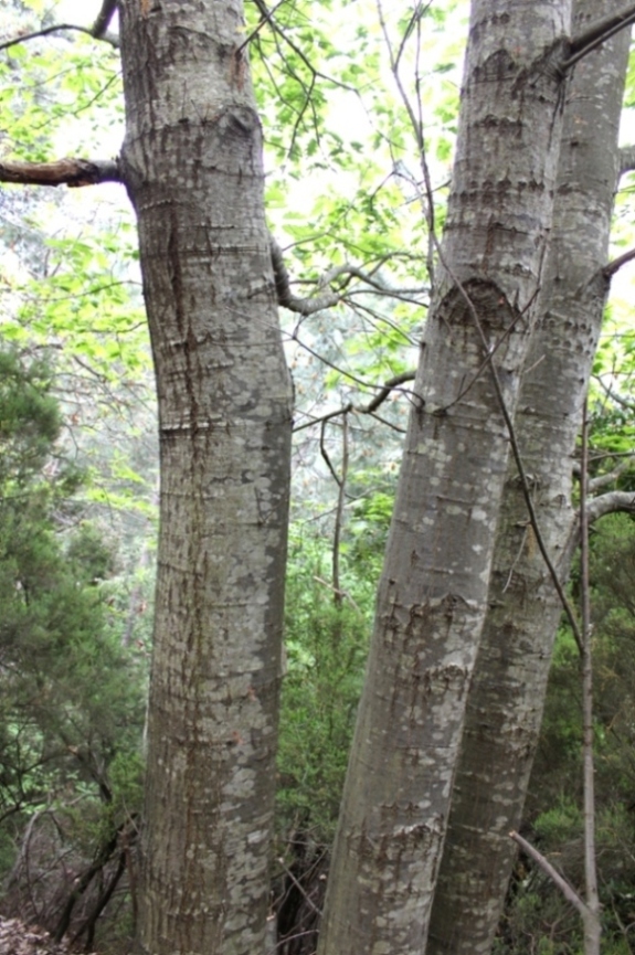 Quercia Alloctona?